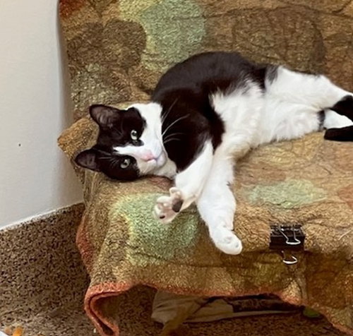 LUCKY, a cat for adoption from Thomas J. O'Connor Animal Control and Adoption Center