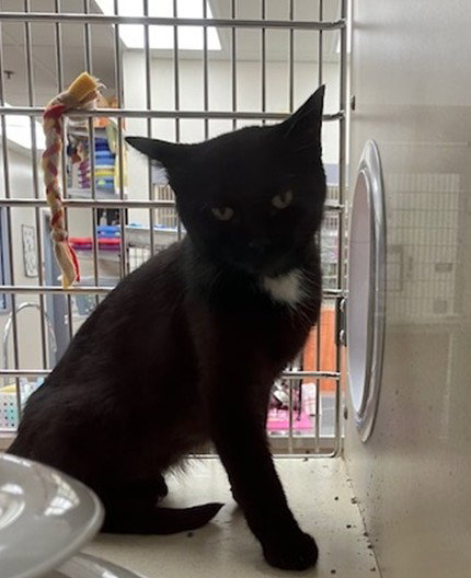 BUTTER CREAM, a cat for adoption from Thomas J. O'Connor Animal Control and Adoption Center