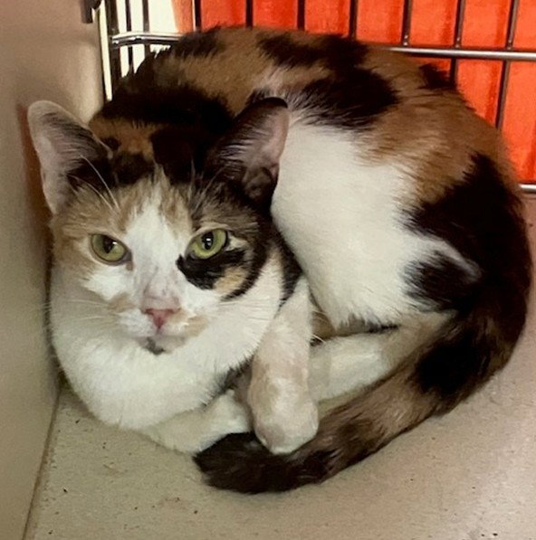 Pixie, Domestic Short Hair