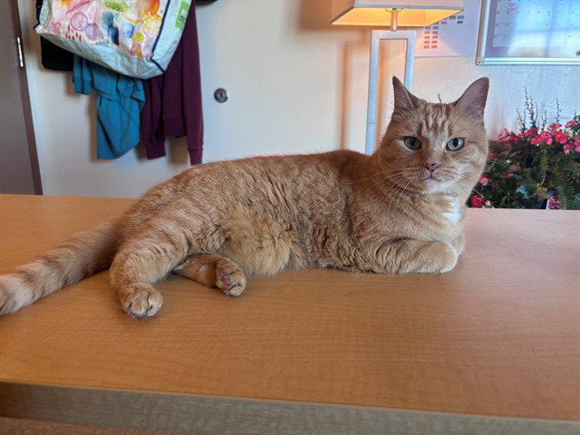 Precious, Domestic Short Hair