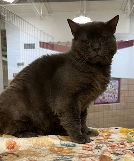 James, Domestic Short Hair