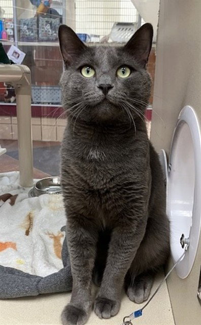 Merlin, Domestic Short Hair