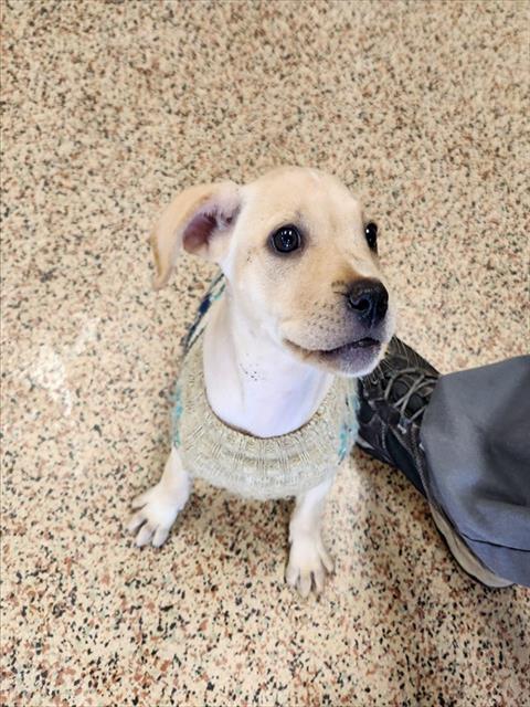 Rosie, Labrador Retriever