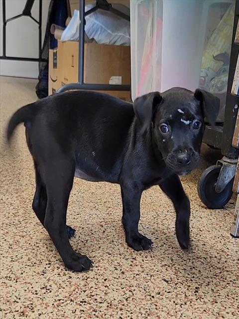 Posie, Labrador Retriever