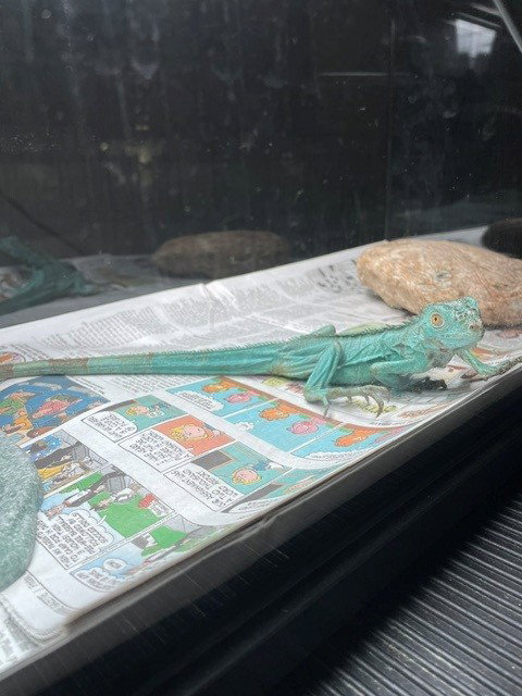 ALANNA, a iguana for adoption from Thomas J. O'Connor Animal Control and Adoption Center