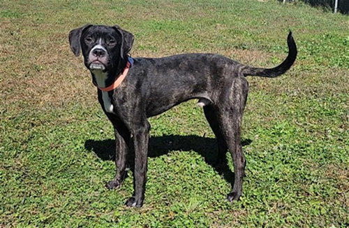 MILO, a dog for adoption from Thomas J. O'Connor Animal Control and Adoption Center