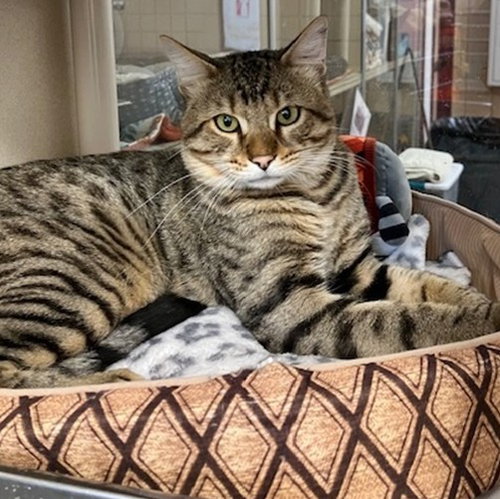 CRAIG, a cat for adoption from Thomas J. O'Connor Animal Control and Adoption Center