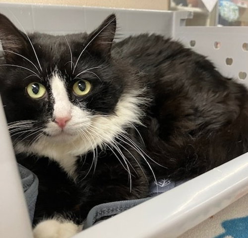 LEO, a cat for adoption from Thomas J. O'Connor Animal Control and Adoption Center