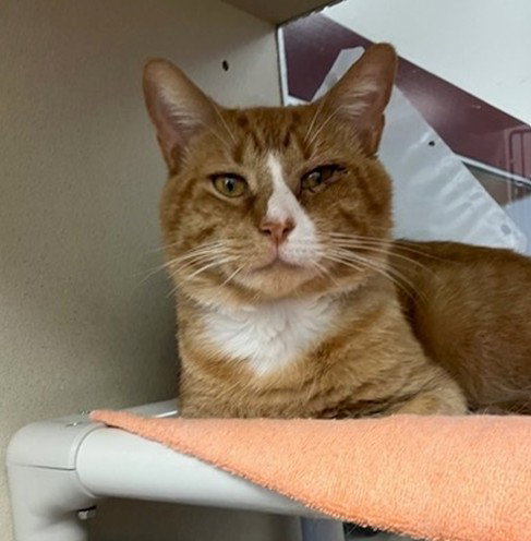 ARNOLD, a cat for adoption from Thomas J. O'Connor Animal Control and Adoption Center