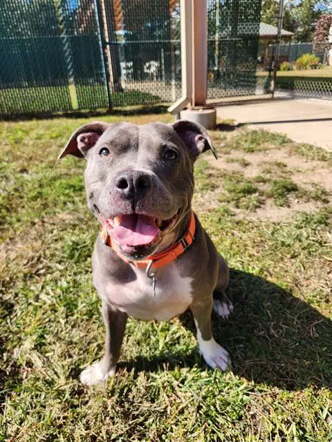 Tippy - Pit Bull Terrier
