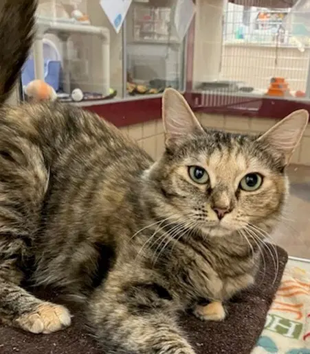 Pumpkin - Domestic Short Hair