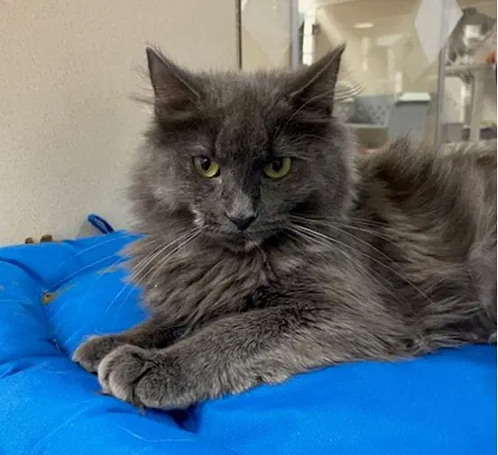 Silver - Domestic Short Hair