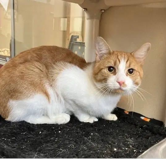 Steven - Domestic Medium Hair