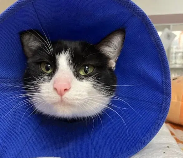 Sally - Domestic Short Hair