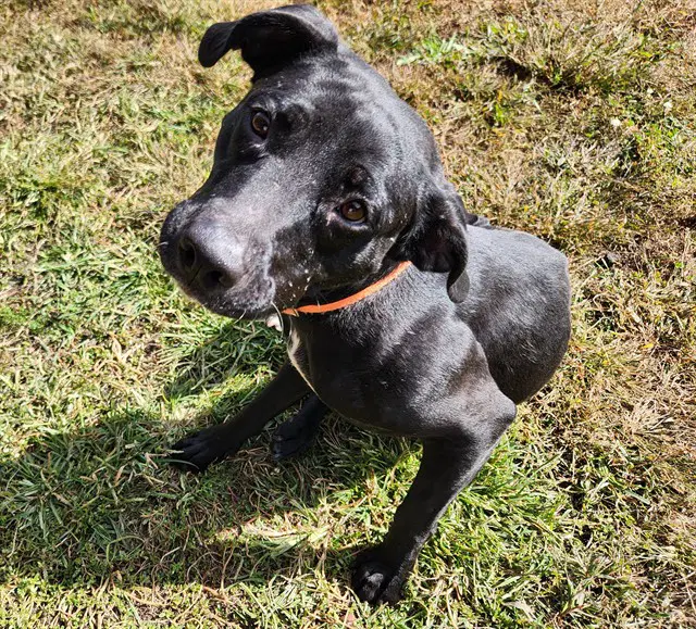Nocha - Labrador Retriever