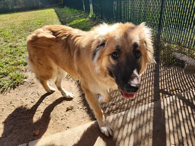 Rollie - Anatolian Shepherd