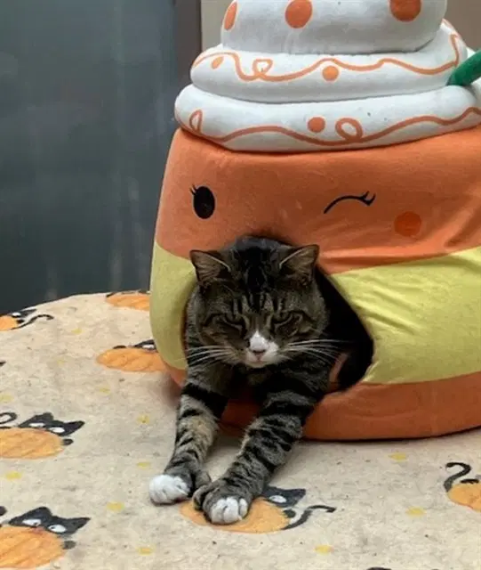 Martin - Domestic Short Hair