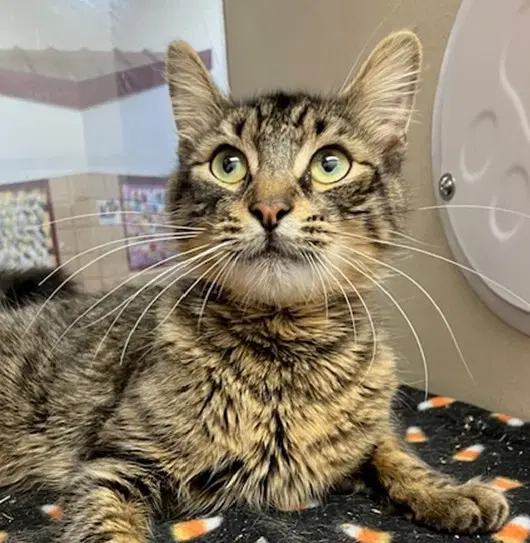 Theo - Domestic Short Hair
