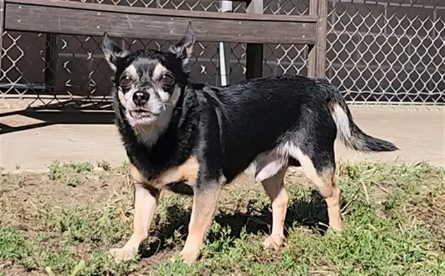 Shadow - Miniature Pinscher