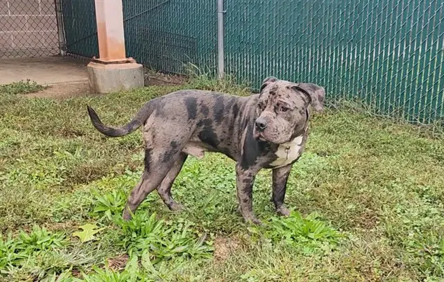 Spot - American Staffordshire Terrier