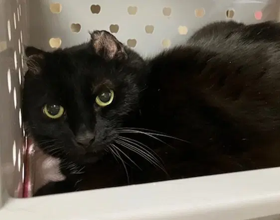 Penelope - Domestic Short Hair