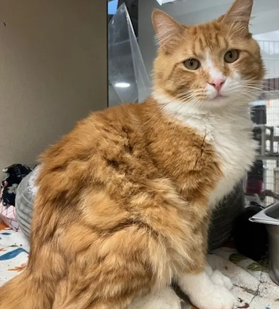 Thomas - Domestic Short Hair