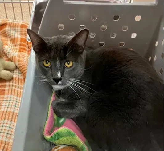 Rob - Domestic Short Hair