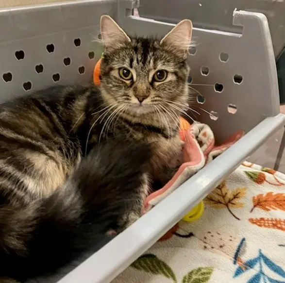 Odalia - Domestic Short Hair
