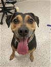 adoptable Dog in , CO named MEERA