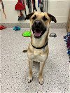 adoptable Dog in , CO named ROCKY