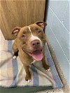adoptable Dog in , CO named MIKLO