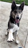 adoptable Dog in , CO named SHAGGY