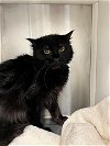 adoptable Cat in brighton, CO named *JIGGLYPUFF