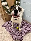 adoptable Dog in , CO named MRS. SPARKLES