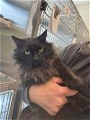 adoptable Cat in brighton, CO named *ADDIE