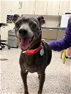adoptable Dog in , CO named SPIKE