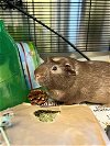 adoptable Guinea Pig in  named *ROLLIN
