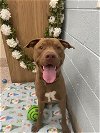 adoptable Dog in brighton, CO named *PUNK ROCK