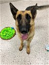 adoptable Dog in brighton, CO named *PINE TREE