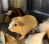 adoptable Guinea Pig in brighton, CO named KENNY