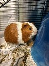 adoptable Guinea Pig in  named BOMBER