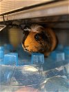 adoptable Guinea Pig in brighton, CO named RADAR