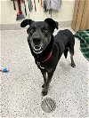 adoptable Dog in , CO named SCRAPPY