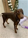 adoptable Dog in , CO named MAX
