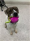 adoptable Dog in brighton, CO named PINKY