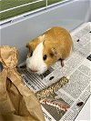 adoptable Guinea Pig in brighton, CO named REMI
