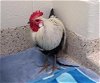 adoptable Chicken in brighton, CO named ZIG ZAG
