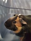 adoptable Guinea Pig in , CO named LUL MAN