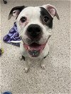 adoptable Dog in  named *MAIA