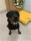 adoptable Dog in  named *WHITNEY